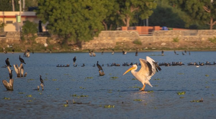 Hindustan Zinc Boosts Animal Welfare, Impacts 8.7 Lakh Since 2016