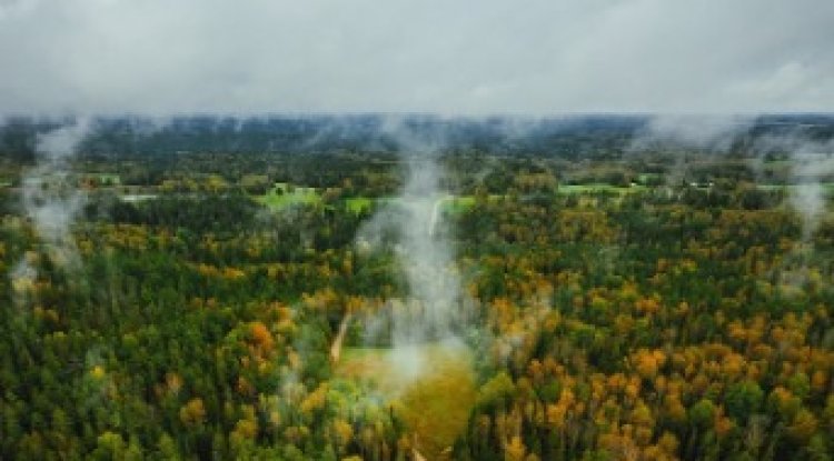Air New Zealand Invests In Domestic Carbon Removals