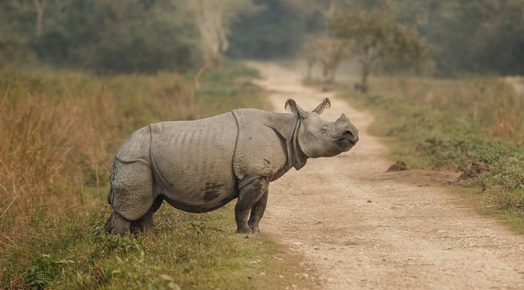 Rethinking Conservation In Northeast India