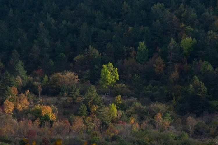 Dutch Pension Fund ABP Expands US Sustainable Forestry Holdings with 70,000 Hectare Acquisition