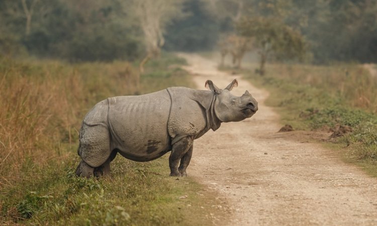 Rethinking Conservation In Northeast India