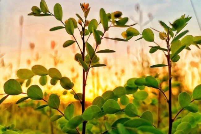 Climate Cooling May Cut Crop Protein Levels