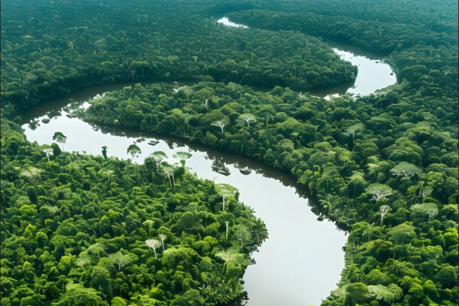 Land Demand Threatens Forests and Climate Goals: COP30 Report