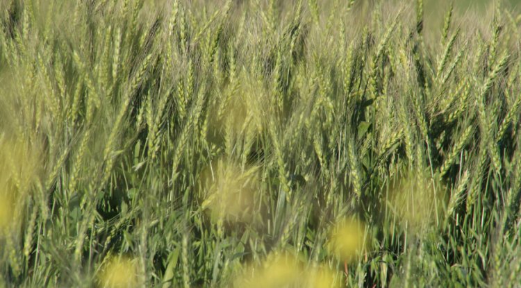Gates Foundation Commits £1.1bn to Boost Climate Resilience for Smallholder Farmers