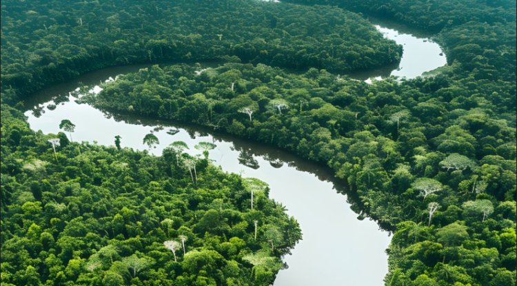 Land Demand Threatens Forests and Climate Goals: COP30 Report