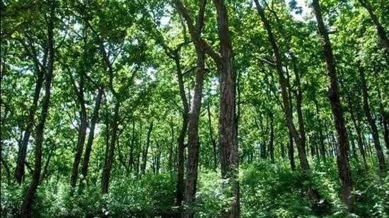 India Launches First Digital Public Infrastructure for Forests