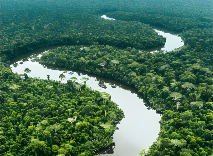 Land Demand Threatens Forests and Climate Goals: COP30 Report