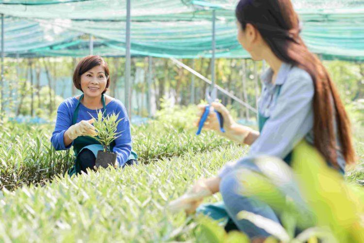 Malaysian Plantation Sector Sees Improved ESG Reporting and Investor Interest