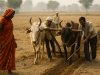 India Maps Climate Risks in 651 Farm Districts Under NICRA