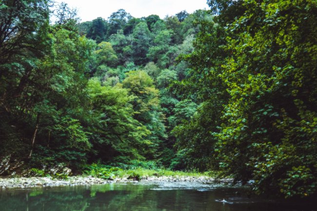 EU Deforestation Regulation Enforcement Postponed Until 2025