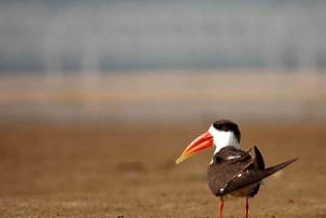 Plan Approved to Restore Gomti River’s Origin in Pilibhit