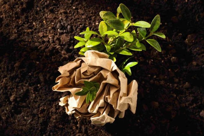 Healthy Soil: A Critical Step in Preventing Ecological Collapse