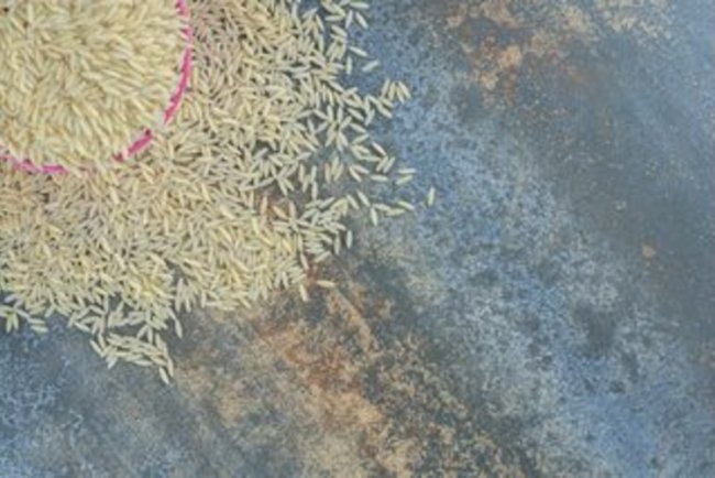India’s Rice Export Boom Deepens Groundwater Crisis