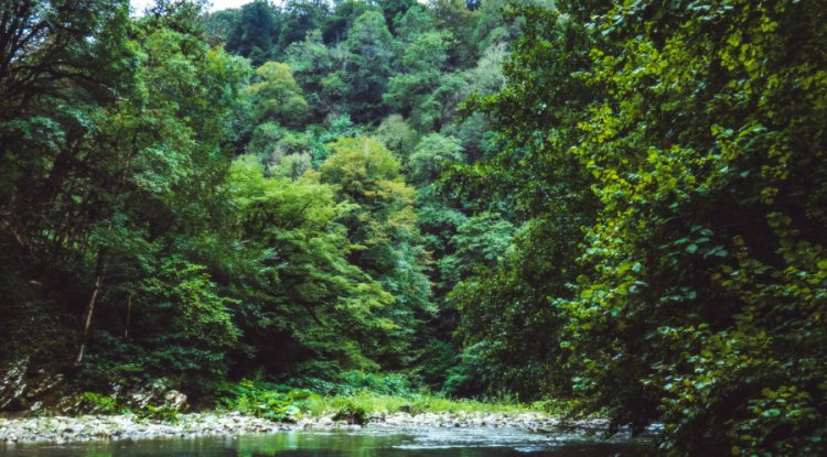 EU Deforestation Regulation Enforcement Postponed Until 2025