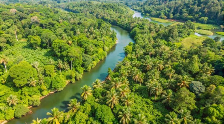 Germany Pledges €1 Billion to Brazil for Amazon Rainforest Protection