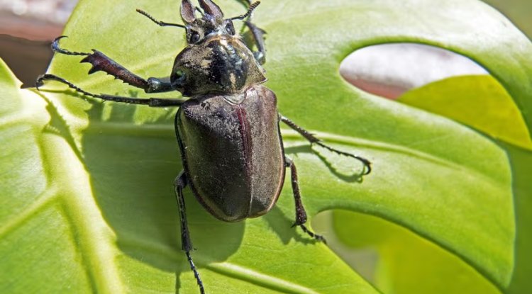 Wales Faces Biodiversity Crisis as New Report Identifies 3,000 Species in Peril