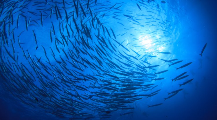Fujitsu Develops New Tool to Measure Coastal Carbon Storage