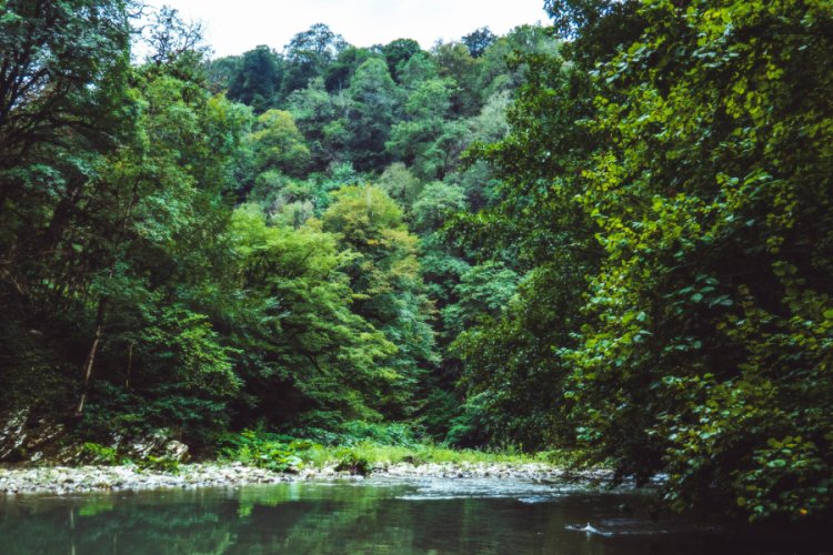 EU Deforestation Regulation Enforcement Postponed Until 2025