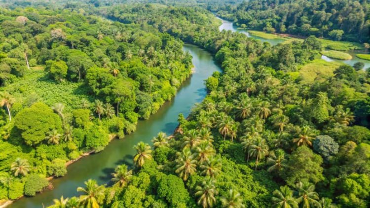 Germany Pledges €1 Billion to Brazil for Amazon Rainforest Protection