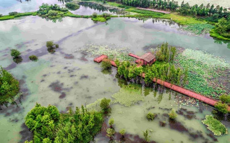 Thailand Floods Threaten Global Rubber Supply, Slashing Output by Up to £110 Million