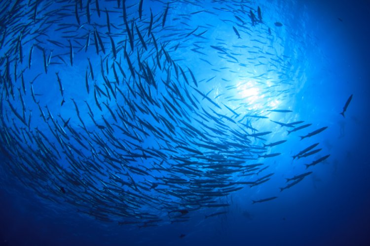 Fujitsu Develops New Tool to Measure Coastal Carbon Storage