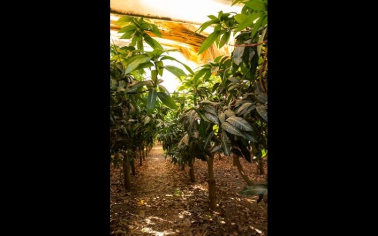 Mars and Sucden Launch 5-Year Cocoa Emissions Reduction Program