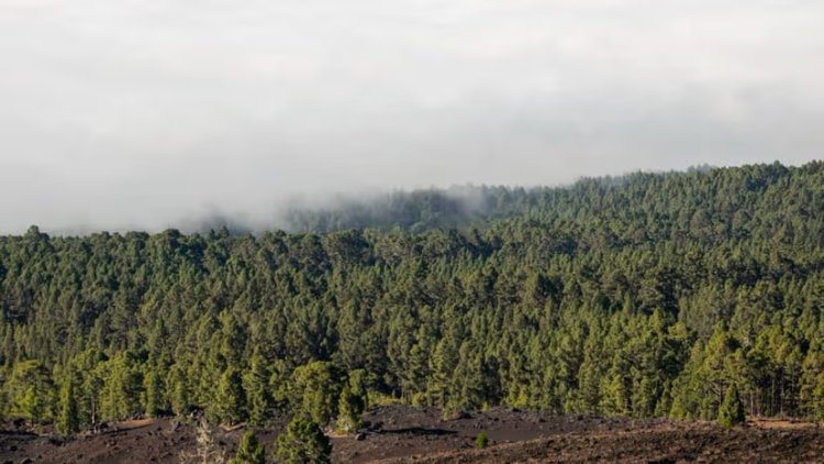 EU Lawmakers Finalise Deal to Revise Deforestation Rules