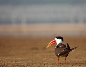 Plan Approved to Restore Gomti River’s Origin in Pilibhit