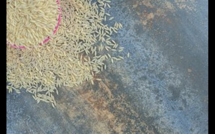 India’s Rice Export Boom Deepens Groundwater Crisis