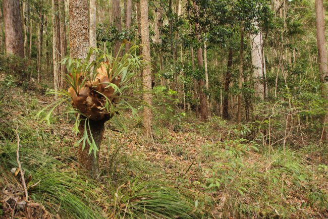 India Eases Commercial Plantation Rules, Raising Conservation Concerns