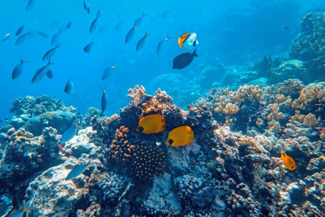 Marine Microplastics Disrupt Ocean’s Carbon Sequestration, Study Finds