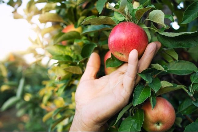 Antibiotics Ban Could Reshape Apple Farming, Illinois Study Warns