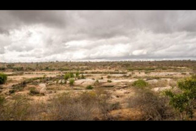 Trafigura Backs $1Bn African Woodland Restoration for Carbon Removal