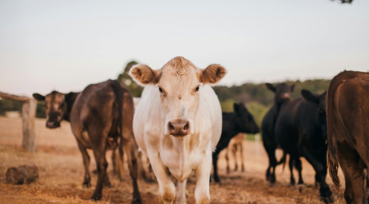Food System Transformation Crucial to Curb Global Warming, Study Finds