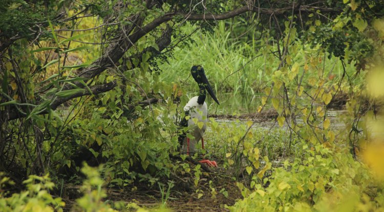 Bengaluru to Get a New Green Giant with Basavanna Biodiversity Park