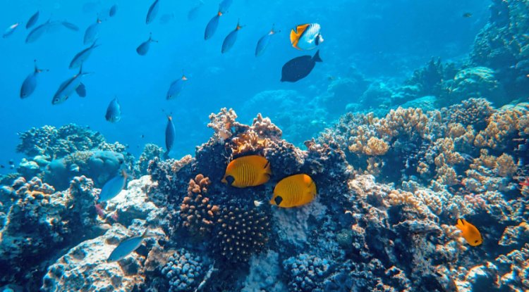 Marine Microplastics Disrupt Ocean’s Carbon Sequestration, Study Finds