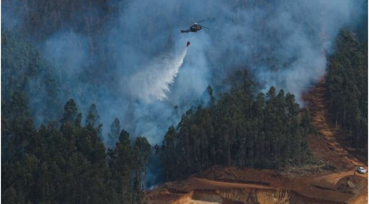 Chile Wildfires Burn Faster and Hotter, Scientists Find