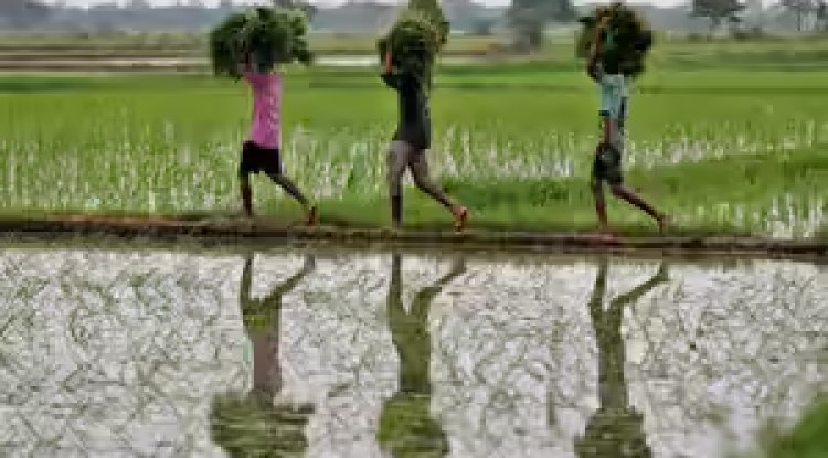 Economic Survey 2025–26 Flags Structural Challenges in Indian Agriculture