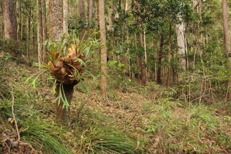 India Eases Commercial Plantation Rules, Raising Conservation Concerns