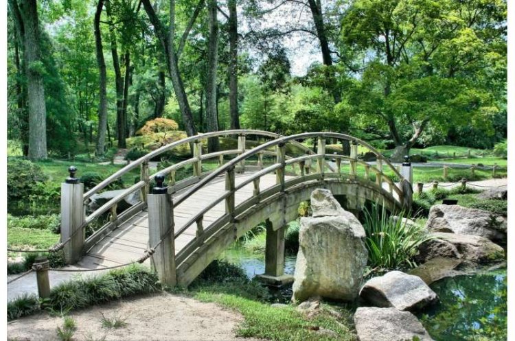 Urban Forests Found to Significantly Cool Indian Cities, Study Shows