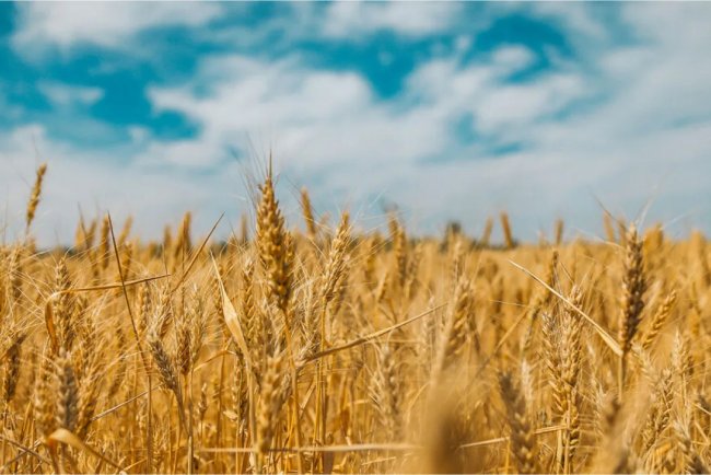 Biochar from Agricultural Waste May Store Carbon in Soils for Decades: UEL Study