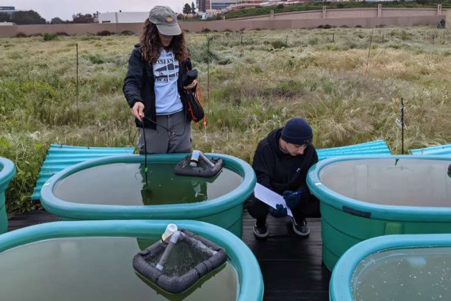 Plastic Pollution Could Contribute to Harmful Algal Blooms, Study Finds