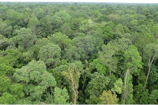 Study Finds Disturbed Tropical Peatlands Contribute More to Greenhouse Gas Emissions