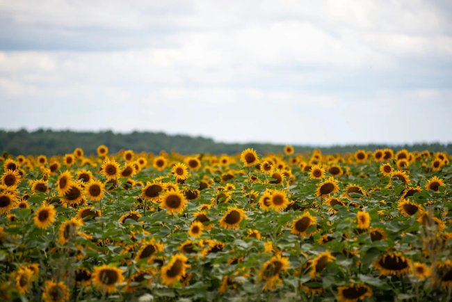 Ukraine War Is Draining Soil Nutrients, Raising Global Food Security Risks: Study