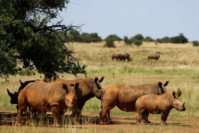 South Africa Records 16% Drop in Rhino Poaching in 2025