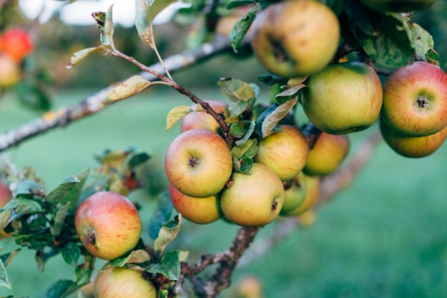 Study Finds Only 38% of UK Farmers Have Diversified Cropping