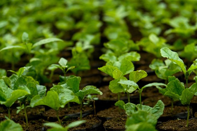 Study Finds Food Waste Compost Less Effective Than Potting Mix Alone