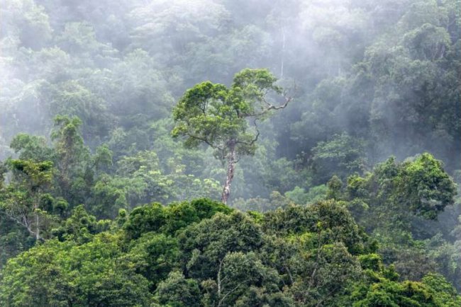 Tropical Forests Generate Rainfall Worth $20 Bn A Year: Study