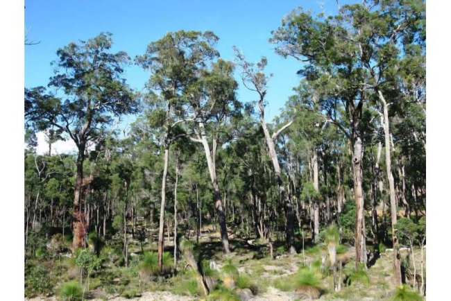 Study Finds Heat and Drought Impact Australia’s Jarrah Forests Unevenly