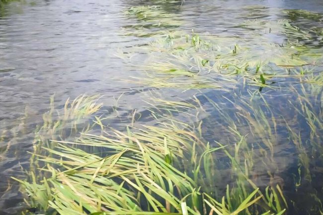 Aquatic Plants Stabilise Spree River Levels Despite Declining Flow: Study